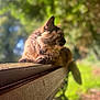 abyssinian, angora, animal, architecture, building, cat, grass, hardwood, house, housing, kitten, manx, pet, plant, porch, rodent, siamese, squirrel, tree, wood