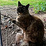 abyssinian, accessories, angora, animal, backyard, cat, grass, gravel, kitten, leash, manx, nature, outdoors, pet, plant, siamese, slate, soil, strap, yard