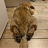 dog, dogs, golden_dog, fluffy, lying_down, upside_down, sleeping, paws, tail, fur, indoor, wood_floor, home, hallway, furniture, blanket, pet, relaxed, funny_pose, animal