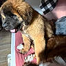 puppy, dog, dogs, fluffy, brown_fur, black_muzzle, pink_tongue, open_mouth, sitting, pet_bed, animal, canine, indoor, home, couch, blanket, furry, playful, portrait, pet_pile