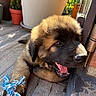 Baci a rejoint le concours — aidez-le/la à gagner de superbes lots ! puppy, dog, fluffy, brown_fur, black_muzzle, open_mouth, smiling, tongue, teeth, rope_toy, outdoor, deck, wooden_floor, potted_plants, garden, sunlight, portrait, close_up, playful, pet