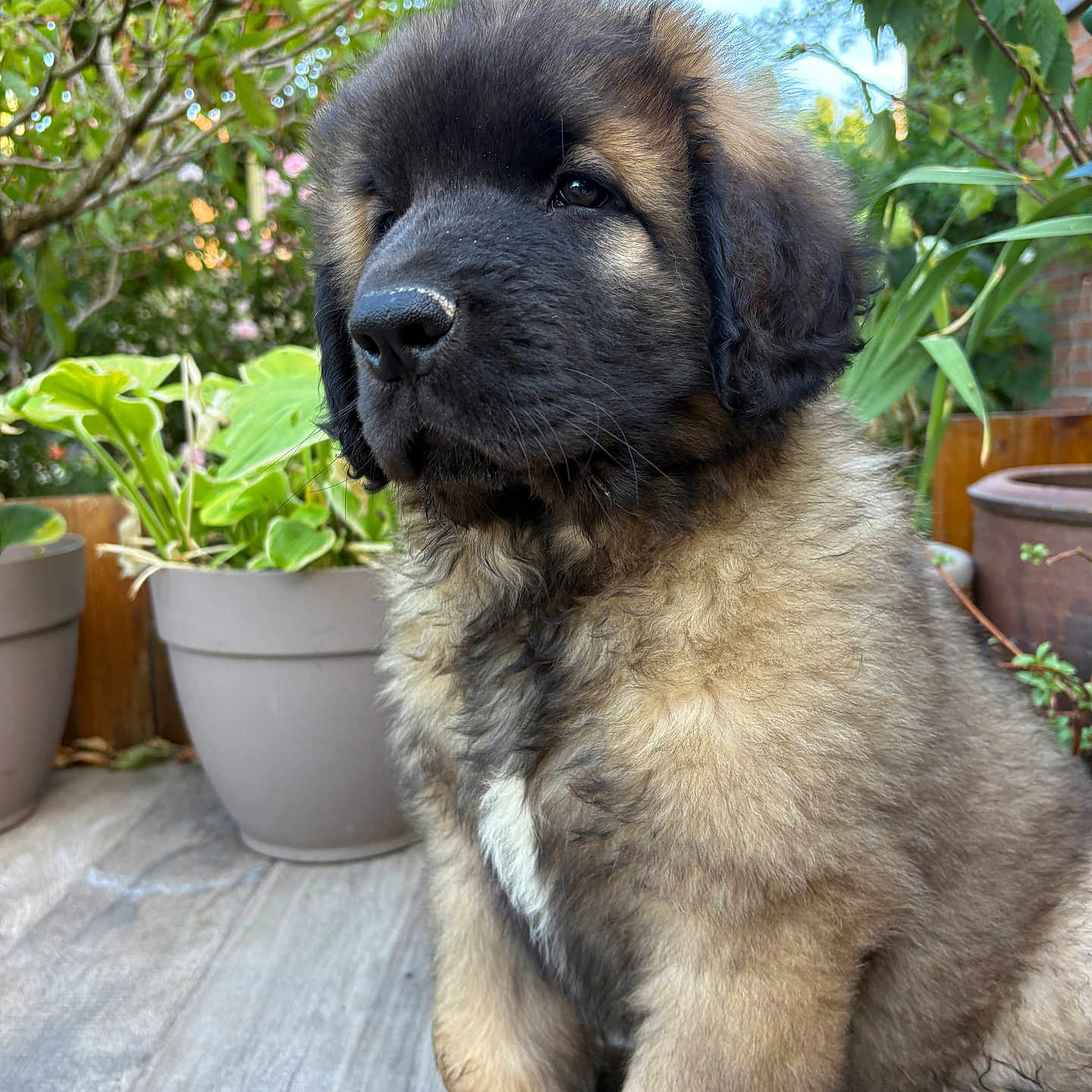 Baci
