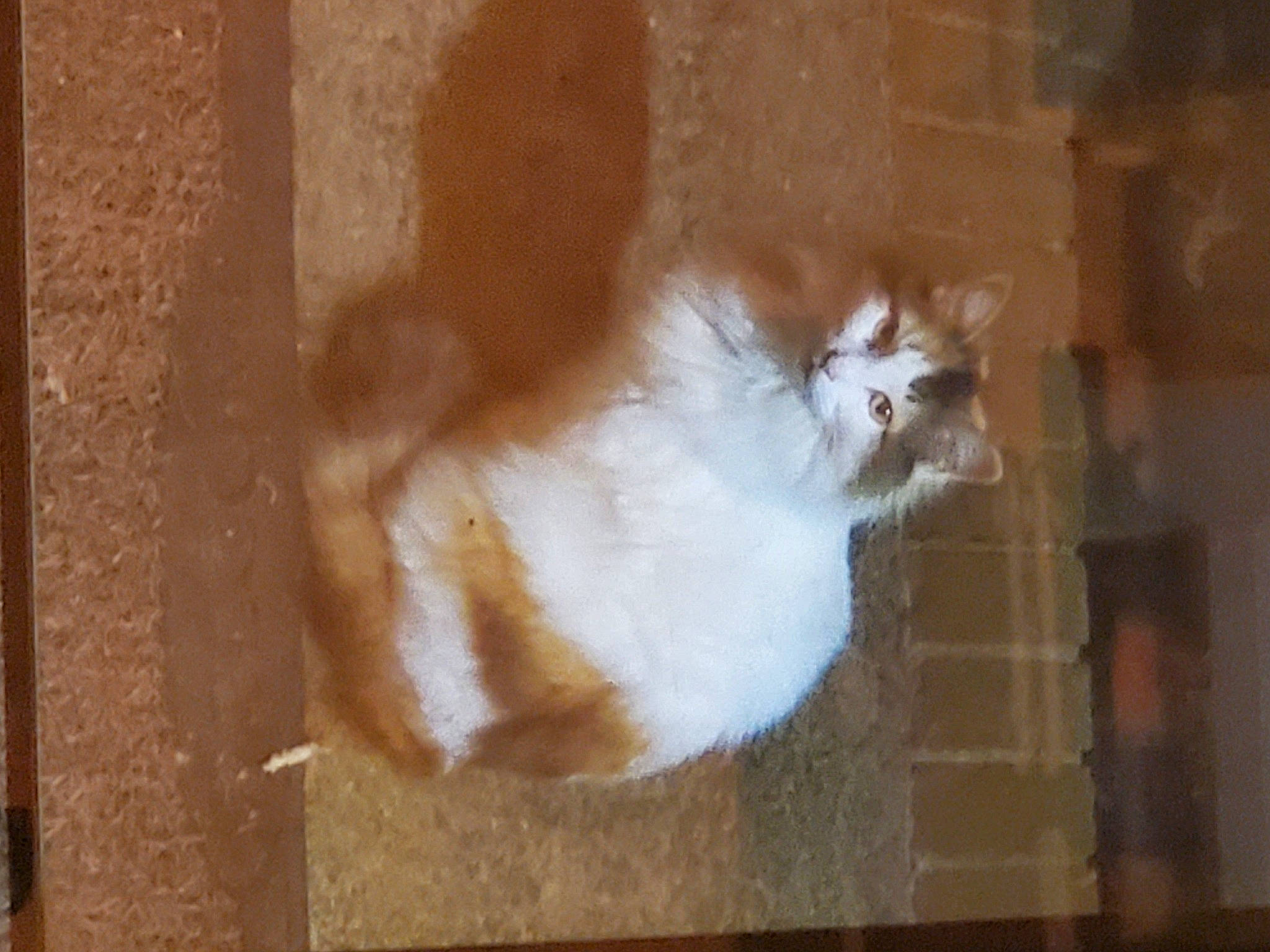 Callie is registered to the contest to win money with this photo: brown, carnivore, cat, fawn, felidae, fur, small_to_medium_sized_cats, snout, tail, tints_and_shades, whiskers, window, wood