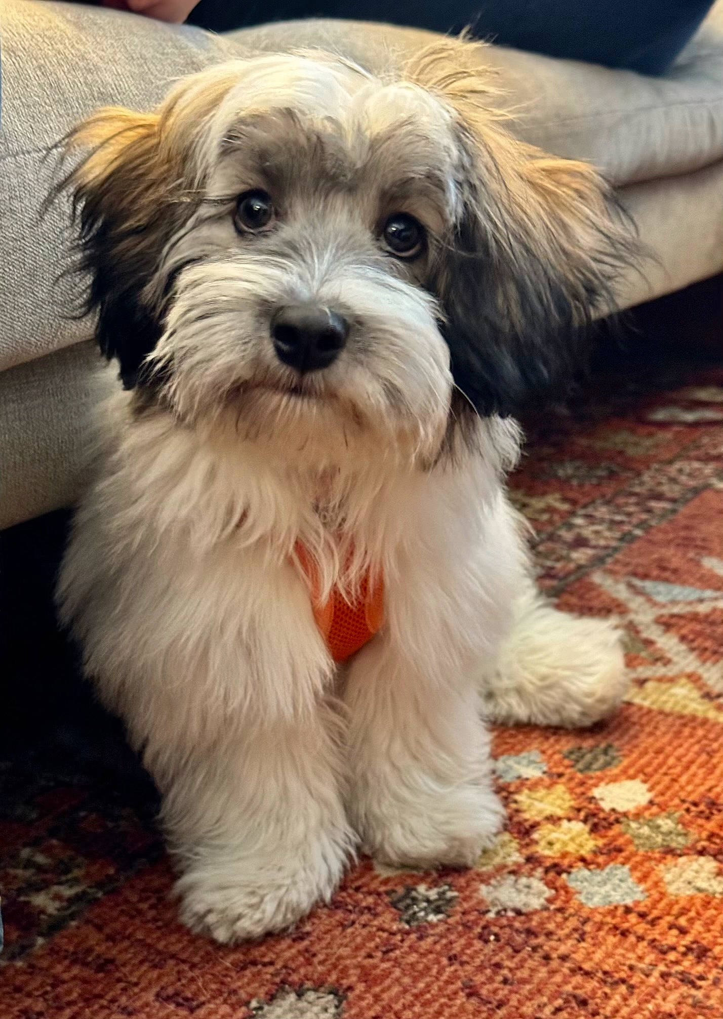 Oliver joined the competition — help win amazing prizes! biewer_terrier, canidae, carnivore, companion_dog, dog, dog_breed, fur, liver, mal_shi, maltepoo, poodle_crossbreed, puppy_love, shih_poo, small_terrier, snout, sporting_group, terrier, toy_dog, working_animal, yorkipoo