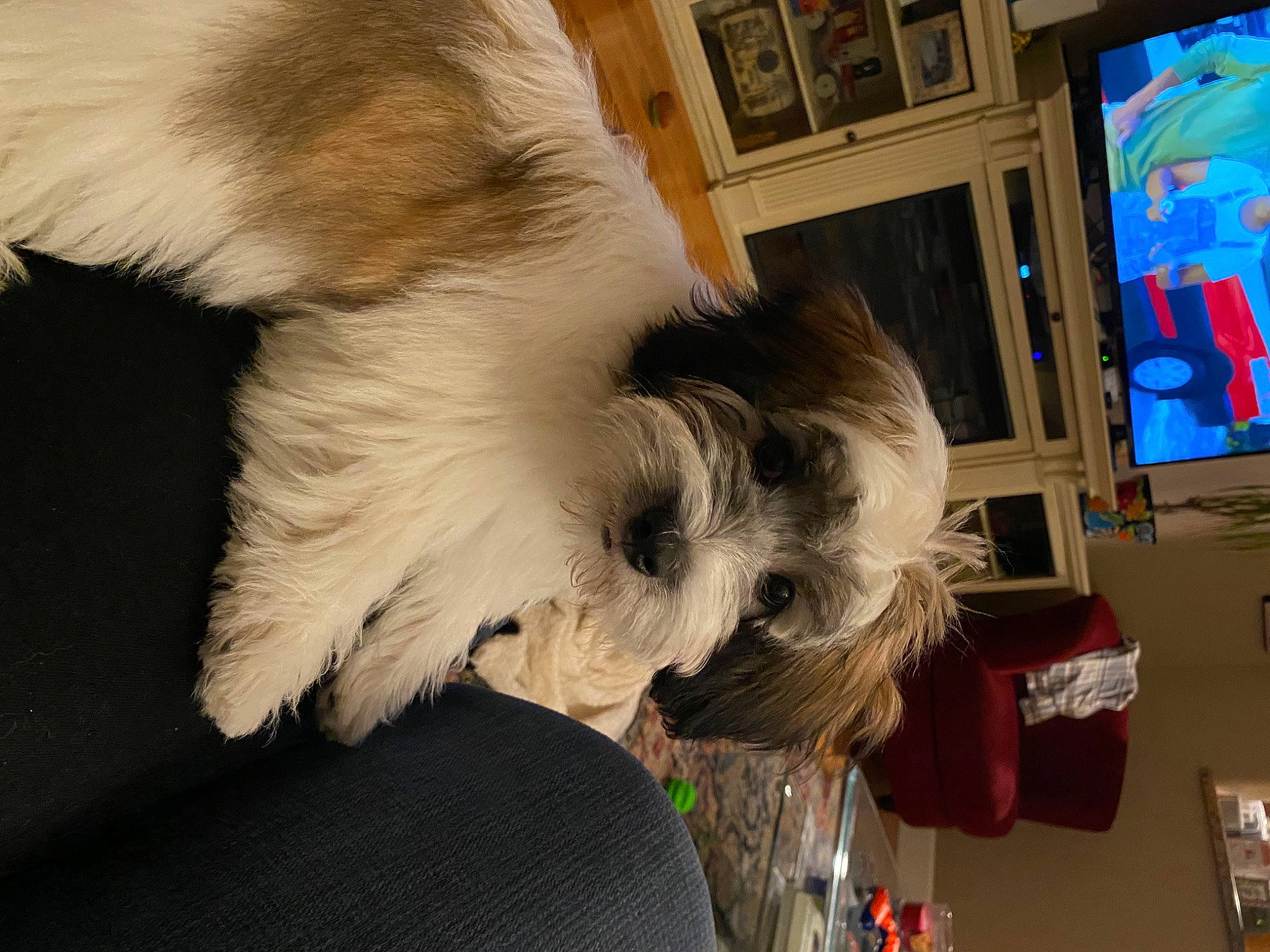 Oliver is registered to the contest to win money with this photo: art, canidae, carnivore, companion_dog, dog, dog_breed, felidae, fur, non_sporting_group, paw, picture_frame, room, small_terrier, small_to_medium_sized_cats, sporting_group, tail, terrier, toy_dog, whiskers