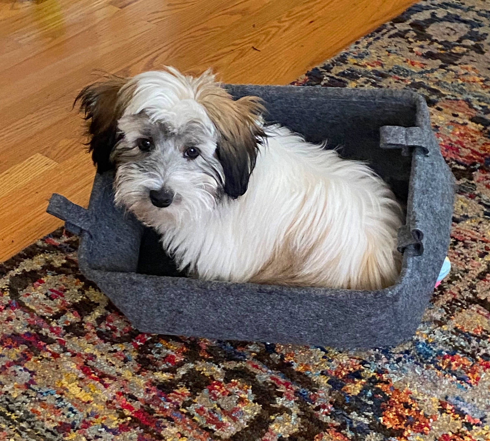 Oliver is registered to the contest to win money with this photo: biewer_terrier, canidae, carnivore, companion_dog, dog, dog_breed, dog_supply, fawn, fur, liver, maltepoo, non_sporting_group, puppy_love, small_terrier, sporting_group, terrier, toy_dog, water_dog, wood, working_animal