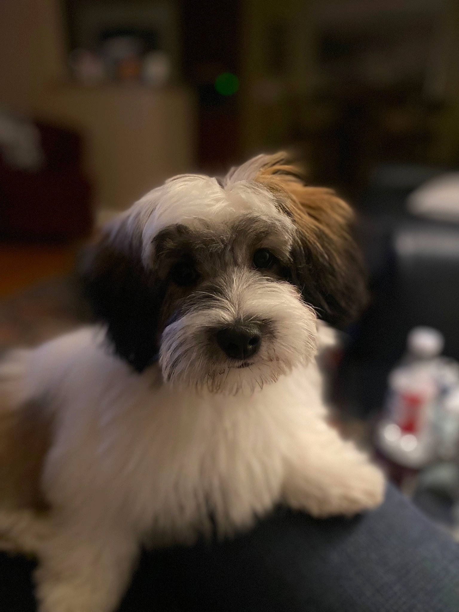 Oliver is registered to the contest to win money with this photo: canidae, carnivore, companion_dog, dog, dog_breed, fur, maltepoo, non_sporting_group, small_terrier, snout, sporting_group, terrier, toy_dog, working_animal