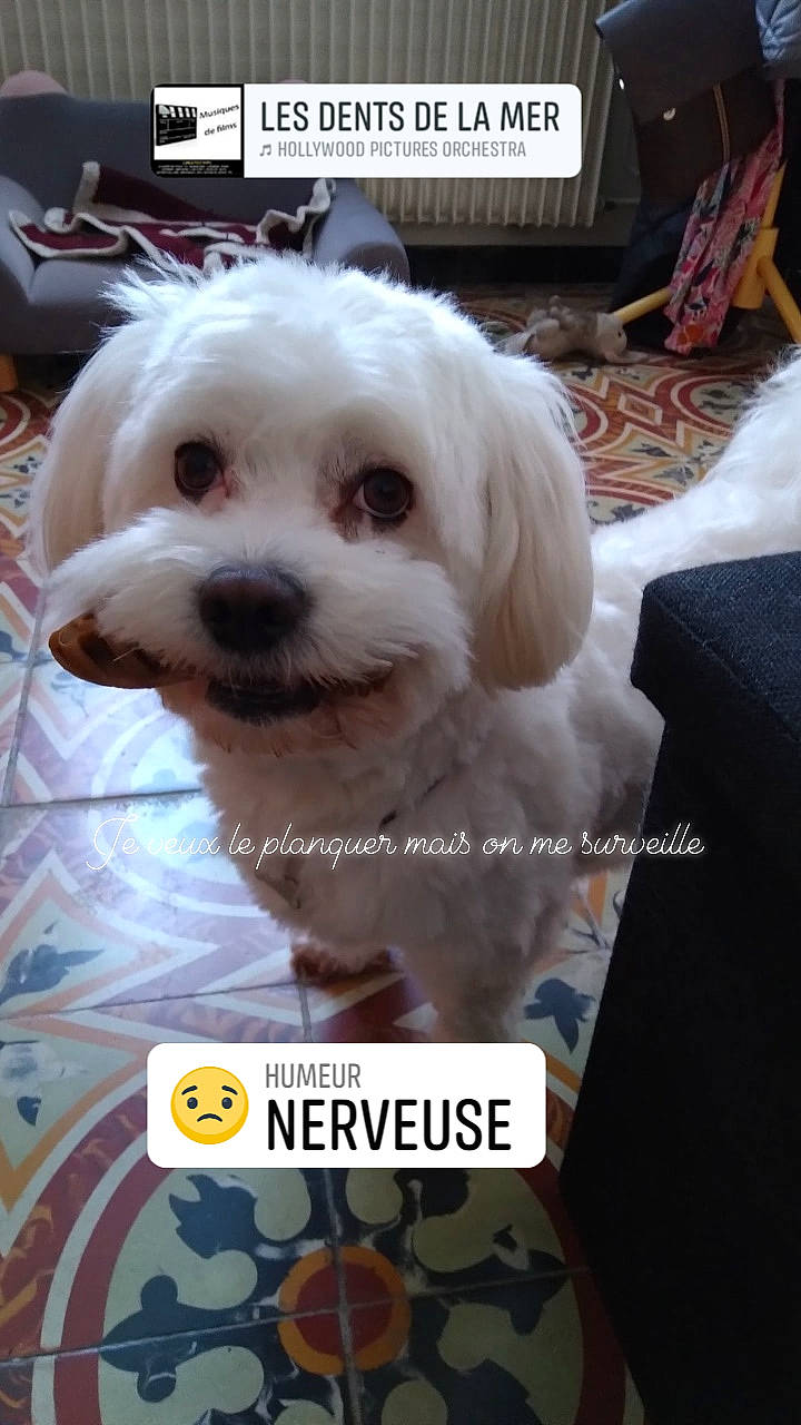 Nelson participe au concours pour gagner de l'argent avec cette photo : canidae, carnivore, companion_dog, dog, dog_breed, dog_supply, font, happy, labradoodle, maltepoo, non_sporting_group, photo_caption, poodle, puppy_love, shih_poo, small_terrier, sporting_group, terrier, toy_dog, water_dog