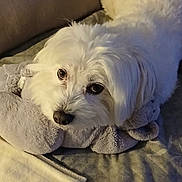 Nelson participe au concours pour gagner de l'argent avec cette photo : animal, blanket, companion, couch, cozy, cute, dog, domestic_animal, ears, eyes, fur, indoor, looking_up, pet, plush_toy, relaxed, resting, snout, soft_fur, white_dog