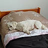 animal, bed, blanket, calm, comforter, cozy, dog, domestic, fluffy, furniture, house, indoor, laying_down, pet, quilt, relaxation, resting, sleepy, white_dog, wooden_bedframe