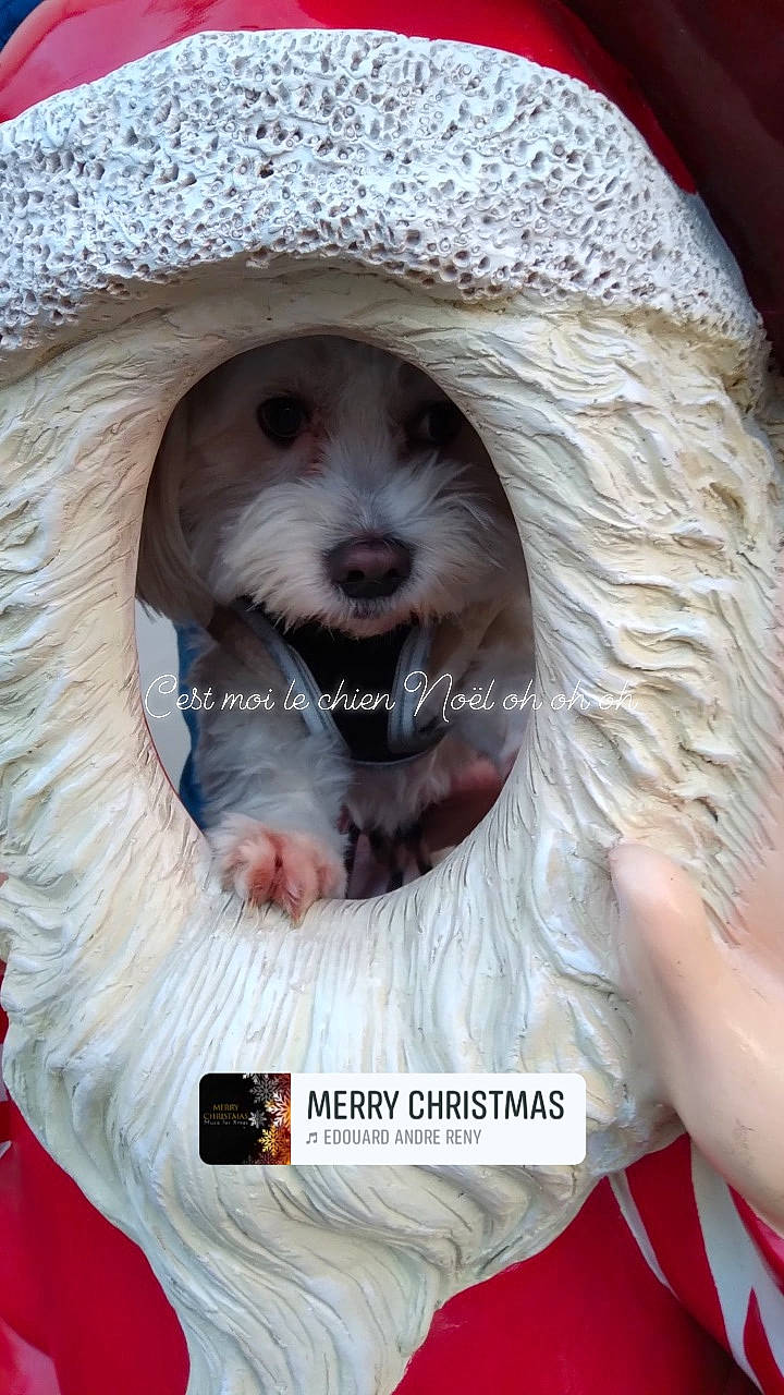 Nelson a rejoint le concours — aidez-le/la à gagner de superbes lots ! canidae, carnivore, companion_dog, dog, dog_breed, dog_collar, dog_supply, fang, fur, non_sporting_group, outerwear, photo_caption, photography, smile, snout, sporting_group, terrier, toy_dog, white, working_animal