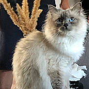 Ezio participe au concours pour gagner de l'argent avec cette photo : animal, blue_eyes, cat, cozy, domestic_cat, dried_flowers, ears, feline, fluffy, furniture, furry, indoor, nose, pet, plant, portrait, sitting, soft_light, tail, whiskers