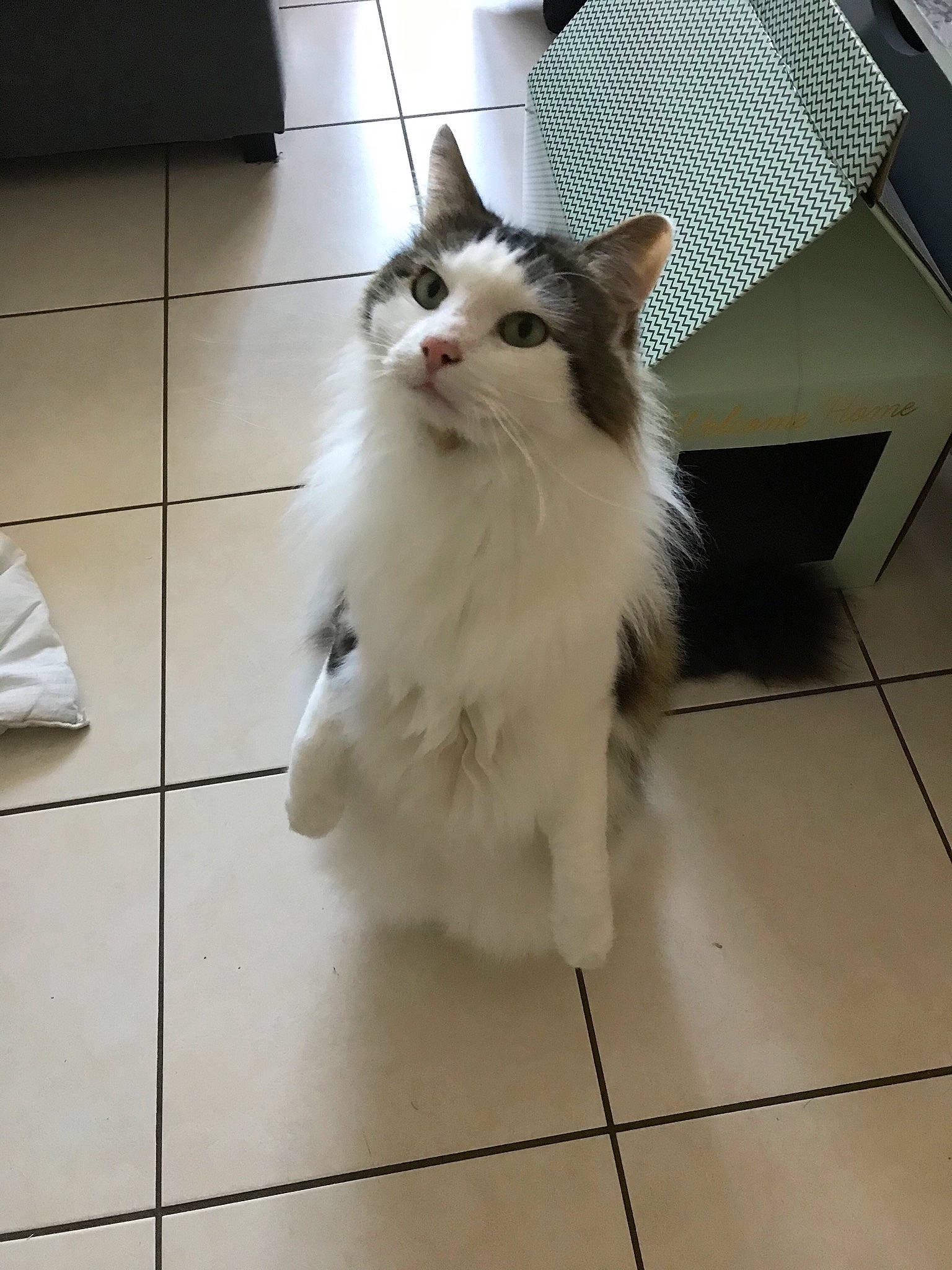 Pixel a rejoint le concours — aidez-le/la à gagner de superbes lots ! carnivore, cat, felidae, floor, flooring, fur, home_accessories, mammal, small_to_medium_sized_cats, snout, square, tile, tile_flooring, vertebrate, whiskers