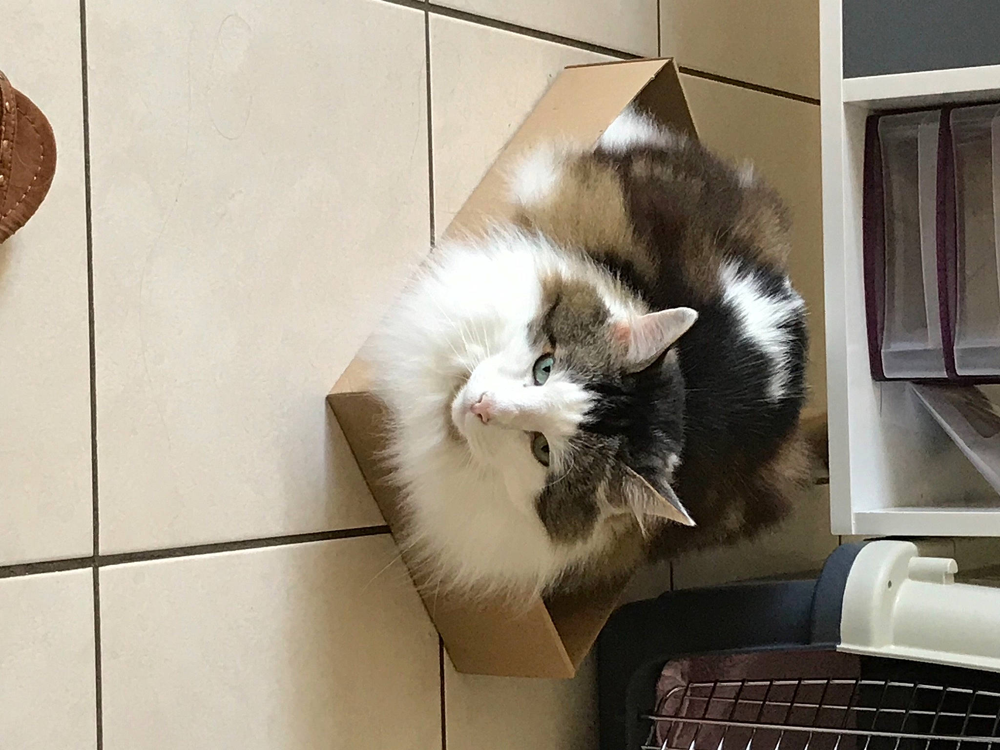 Pixel a rejoint le concours — aidez-le/la à gagner de superbes lots ! basket, cardboard, carnivore, carton, cat, felidae, fur, packaging_and_labeling, pet_supply, small_to_medium_sized_cats, snout, storage_basket, tile, vertebrate, whiskers, wicker, window_blind, window_covering