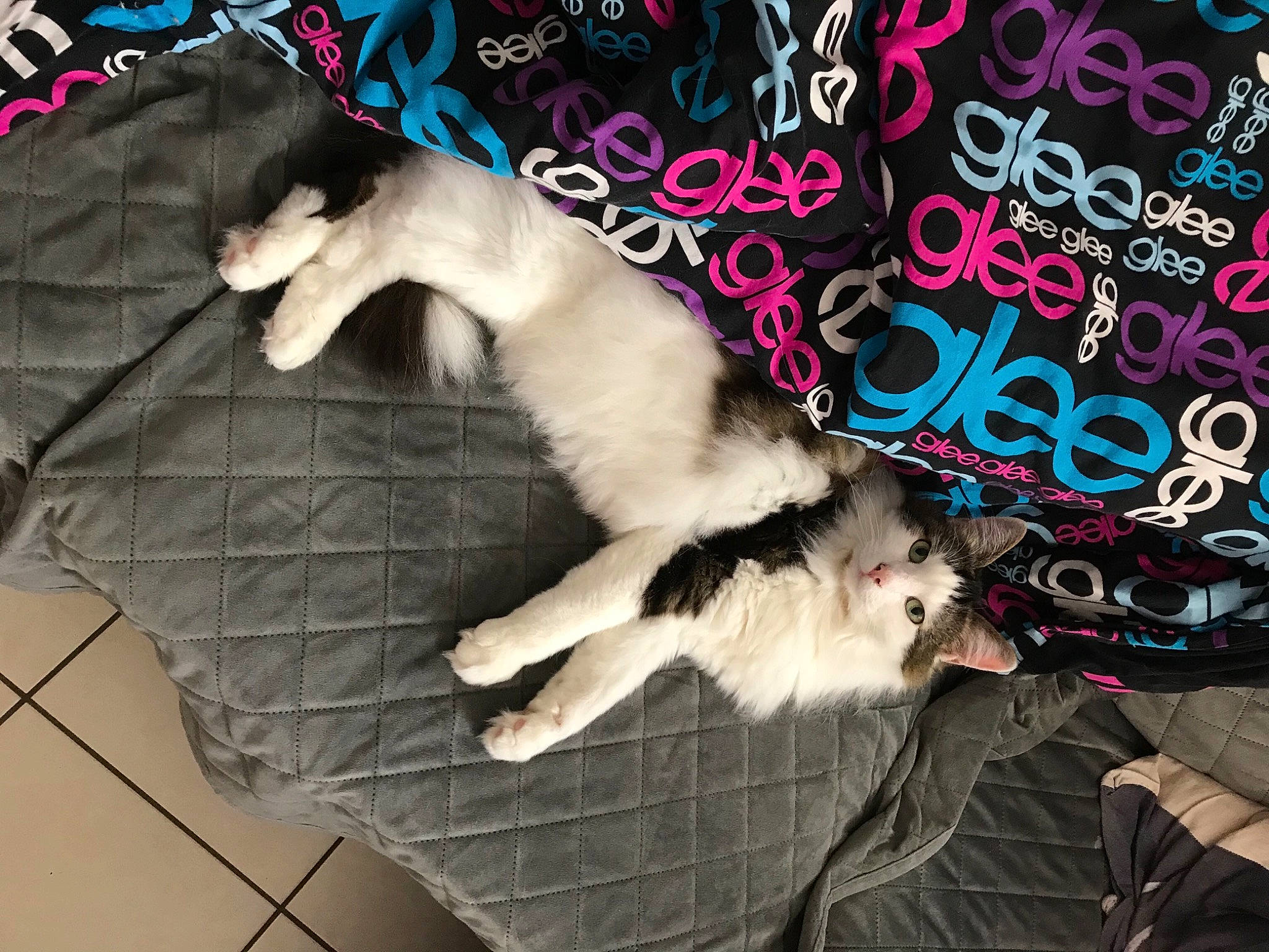 Pixel participe au concours pour gagner de l'argent avec cette photo : carnivore, cat, claw, felidae, fur, magenta, paw, pet_supply, pink, small_to_medium_sized_cats, tail, terrestrial_animal, vertebrate, whiskers