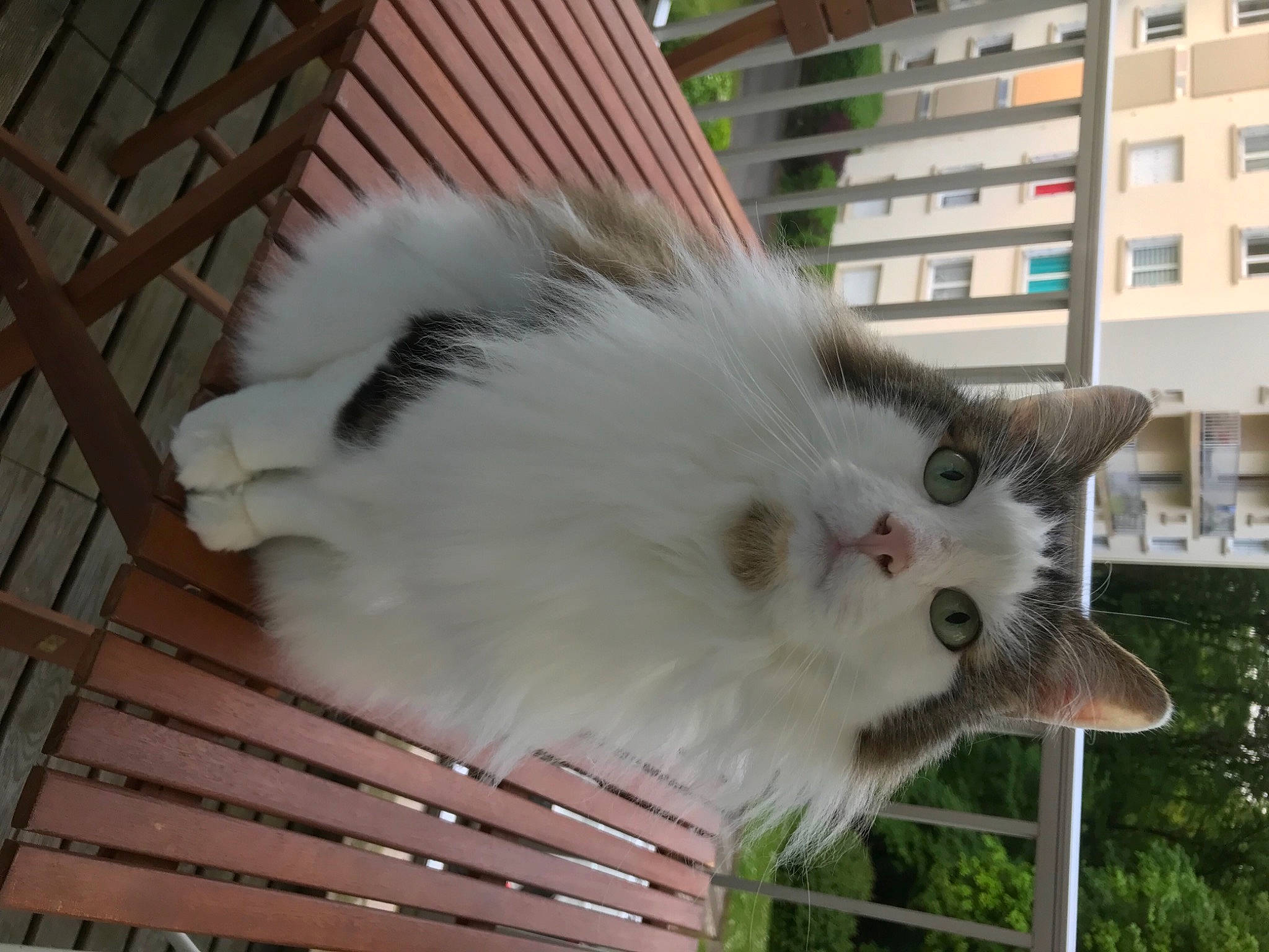 Pixel a rejoint le concours — aidez-le/la à gagner de superbes lots ! apartment, carnivore, cat, condominium, felidae, fur, home, small_to_medium_sized_cats, snout, turkish_angora, whiskers