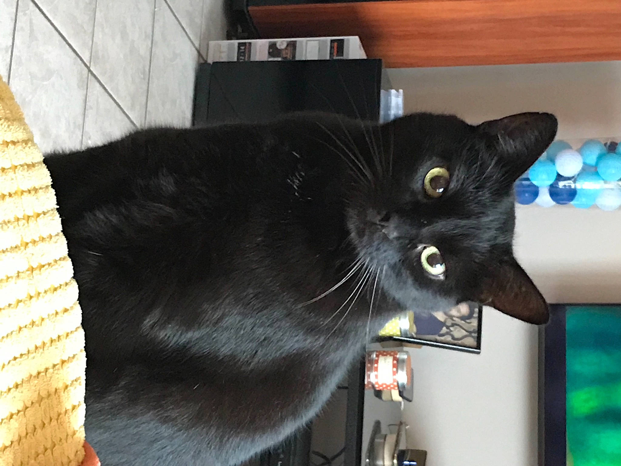 Mocheté a rejoint le concours — aidez-le/la à gagner de superbes lots ! basket, black_cat, carnivore, cat, display_device, felidae, fur, home_accessories, led_backlit_lcd_display, mammal, pet_supply, small_to_medium_sized_cats, snout, tail, television_set, vertebrate, whiskers