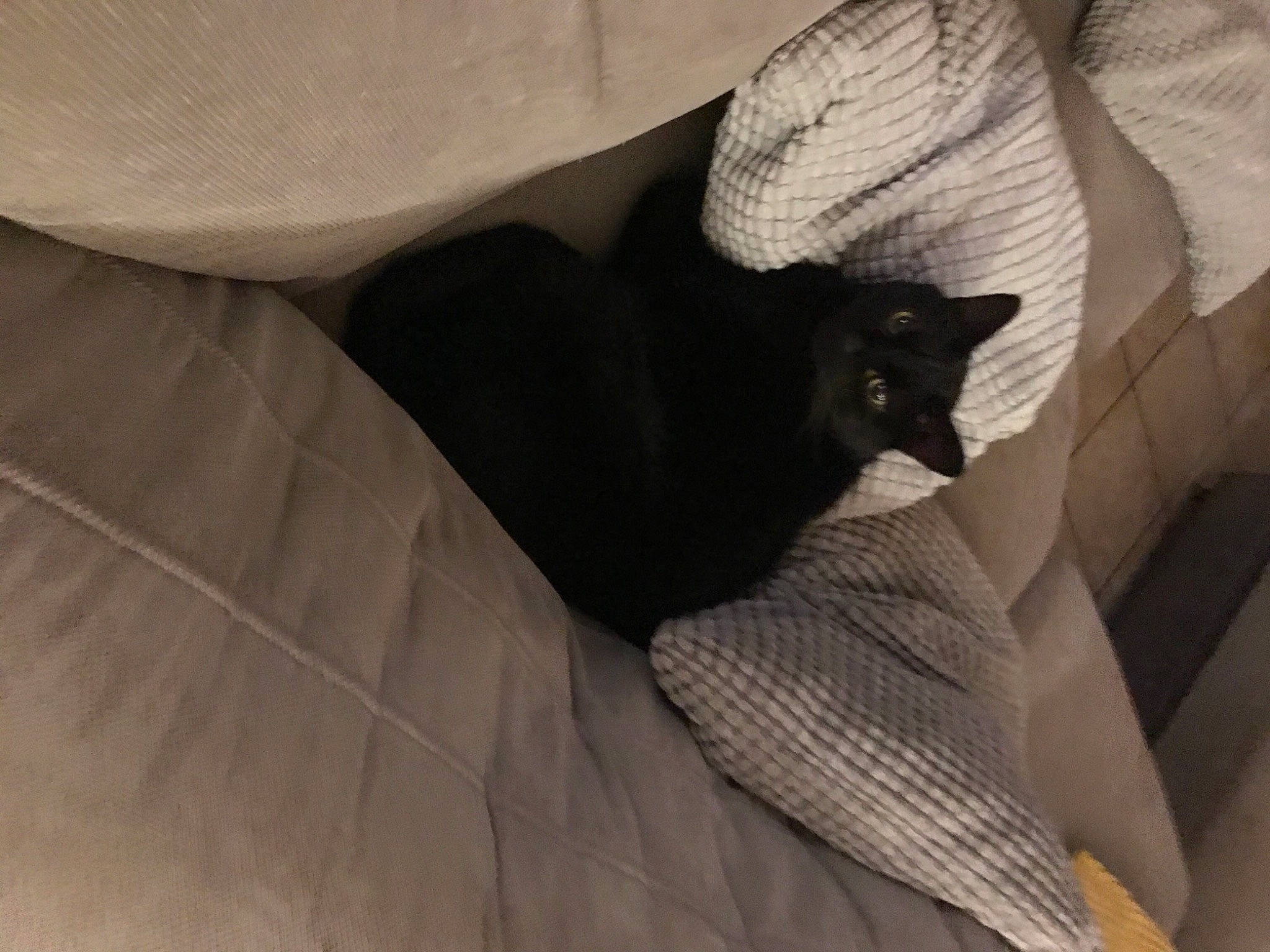 Mocheté a rejoint le concours — aidez-le/la à gagner de superbes lots ! beige, black, black_cat, bombay, carnivore, cat, comfort, domestic_short_haired_cat, felidae, grey, small_to_medium_sized_cats, tail, terrestrial_animal, vertebrate, whiskers