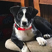 Lucy is registered to the contest to win money with this photo: alert, animal, black_and_white, companion, curious, cushioned_stool, cute, dog, domestic, face, fur, indoor, lying_down, paw, pet, puppy, red_collar, relaxed, wooden_furniture, young