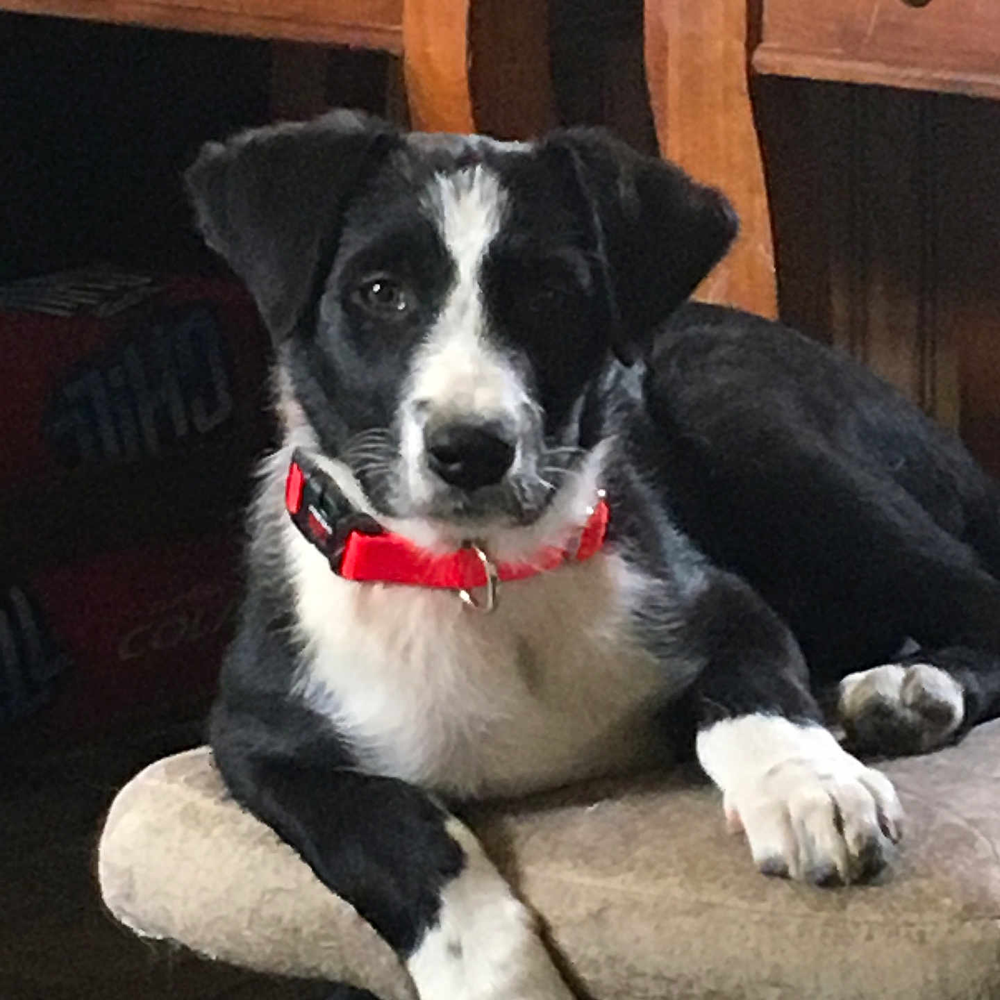 Lucy