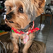 Yoyo joined the competition — help win amazing prizes! accessories, affenpinscher, airedale, animal, canine, collar, couch, dog, formalwear, furniture, indoors, interiordesign, leash, person, pet, poodle, puppy, strap, terrier, tie