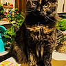 Pepper is registered to the contest to win money with this photo: cat, tortoiseshell_cat, indoor, plant, greenery, wooden_cabinet, table, collar, pet, feline, domestic_cat, fur, whiskers, eyes, home, decor, sitting, animal, cute, houseplant