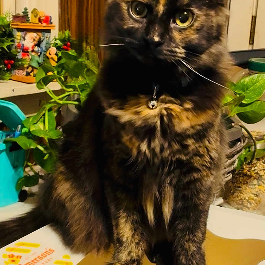 Pepper is registered to the contest to win money with this photo: cat, tortoiseshell_cat, indoor, plant, greenery, wooden_cabinet, table, collar, pet, feline, domestic_cat, fur, whiskers, eyes, home, decor, sitting, animal, cute, houseplant