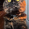 Pepper joined the competition — help win amazing prizes! cat, tortoiseshell, yellow_eyes, fur, whiskers, collar, indoor, window, curious, pet, animal, closeup, portrait, feline, sunlight, warm_light, paws, looking_up, domestic_cat, house