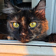 Pepper is registered to the contest to win money with this photo: cat, tortoiseshell_cat, close_up, yellow_eyes, window, sunlight, fur, pet, animal, face, whiskers, ears, portrait, looking_out, domestic_cat, feline, indoor, curious, bright_eyes, warm_light
