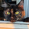 cat, tortoiseshell_cat, close_up, yellow_eyes, window, sunlight, fur, pet, animal, face, whiskers, ears, portrait, looking_out, domestic_cat, feline, indoor, curious, bright_eyes, warm_light
