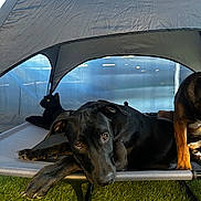 Ayko participe au concours pour gagner de l'argent avec cette photo : black_dog, black_cat, dog, cat, pet, animal, tent, cot, grass, indoor, resting, relaxed, laying_down, fur, ears, eyes, paw, shade, companion, friendship