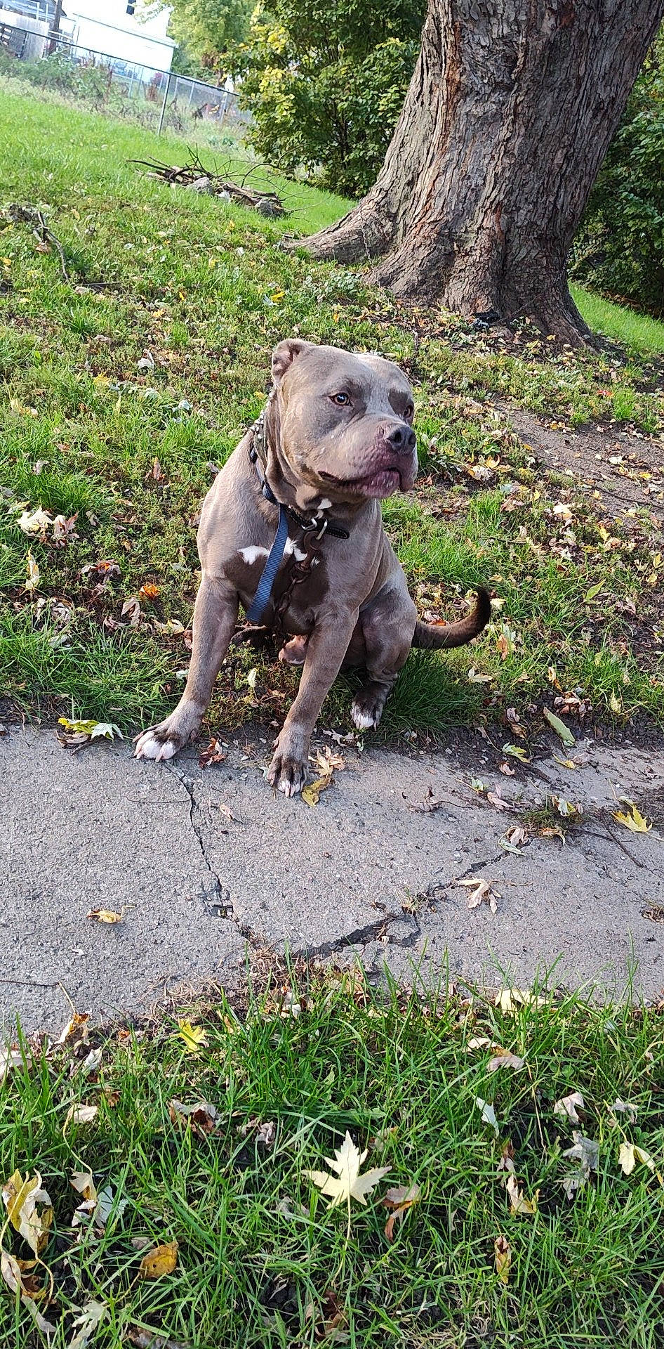 Sada is registered to the contest to win money with this photo: canidae, carnivore, collar, companion_dog, dog, dog_breed, dog_collar, fawn, grass, groundcover, leash, pet_supply, plant, road_surface, soil, sporting_group, tail, terrestrial_animal, tree, working_animal