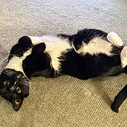 Fig is registered to the contest to win money with this photo: animal, black_and_white, carpet, cat, close_up, curious, cute, domestic, fur, indoor, lying_down, mammal, paws, pet, playful, relaxed, resting, tail, tuxedo_cat, whiskers