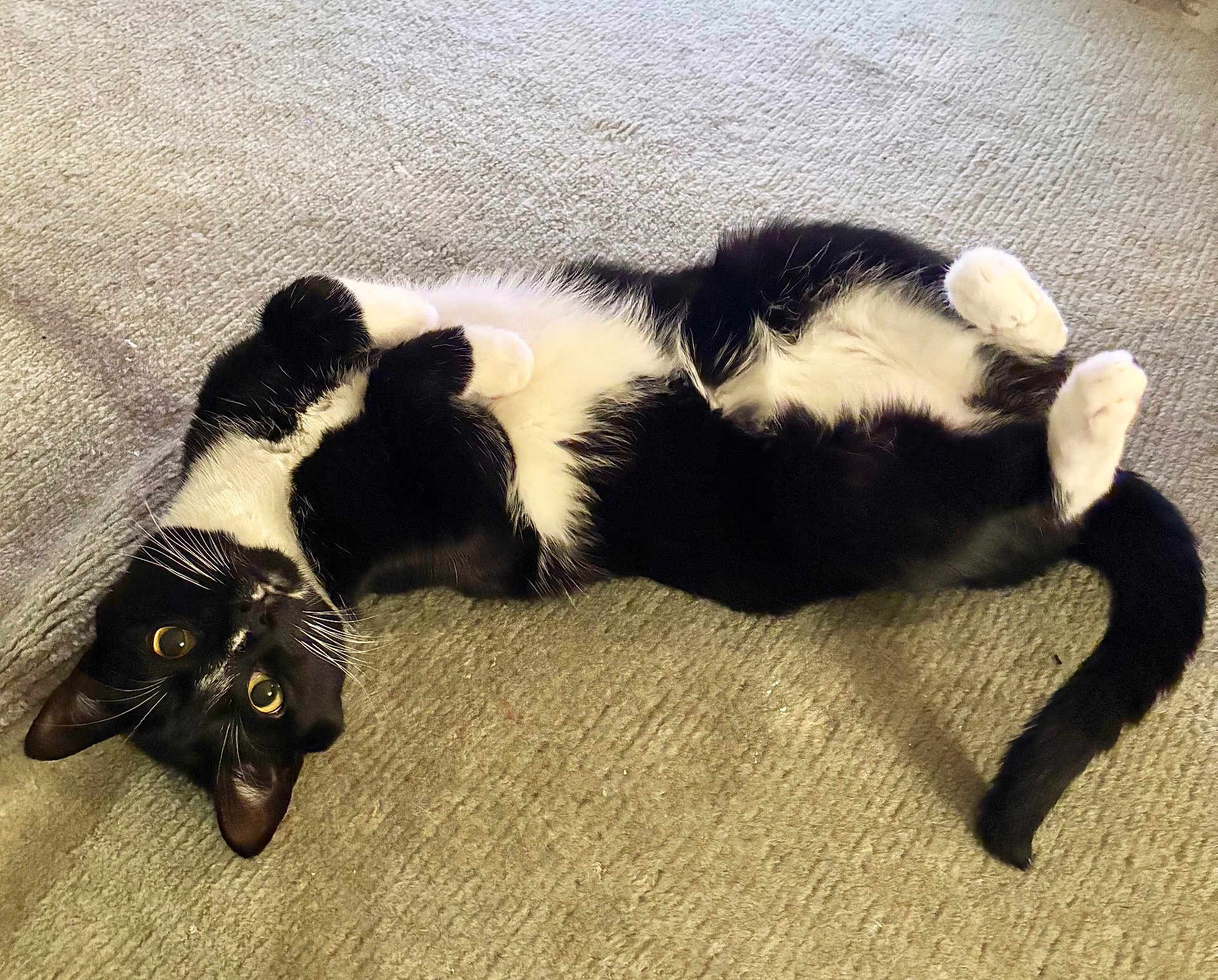 Fig
