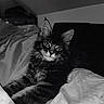 cat, black_and_white, bed, feline, fur, indoor, pet, relaxed, resting, blanket, cozy, animal, mammal, whiskers, ears, portrait, cute, sleepy, domestic_cat, laying