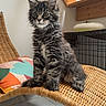 kitten, cat, feline, pet, indoor, chair, wicker, cushion, colorful, wooden_stairs, floor, tile_floor, fur, whiskers, ears, eyes, sitting, curious, domestic, cute