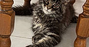Baggy Pp a rejoint le concours — aidez-le/la à gagner de superbes lots ! kitten, cat, tabby, feline, indoor, wooden_chair, floor_tile, curious, pet, animal, stretching, young_cat, fluffy, playful, home, cute, whiskers, paw, relaxed, looking