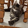 kitten, cat, tabby, feline, indoor, wooden_chair, floor_tile, curious, pet, animal, stretching, young_cat, fluffy, playful, home, cute, whiskers, paw, relaxed, looking