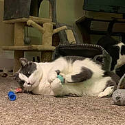 Ella joined the competition — help win amazing prizes! cat, indoor, carpet, toy, cat_tree, playful, animal, pet, feline, white, gray, black, relaxed, floor, household, cute, companion, mammal, domestic, curious