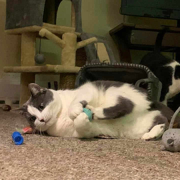 Ella joined the competition — help win amazing prizes! animal, black, carpet, cat, cat_tree, companion, curious, cute, domestic, feline, floor, gray, household, indoor, mammal, pet, playful, relaxed, toy, white