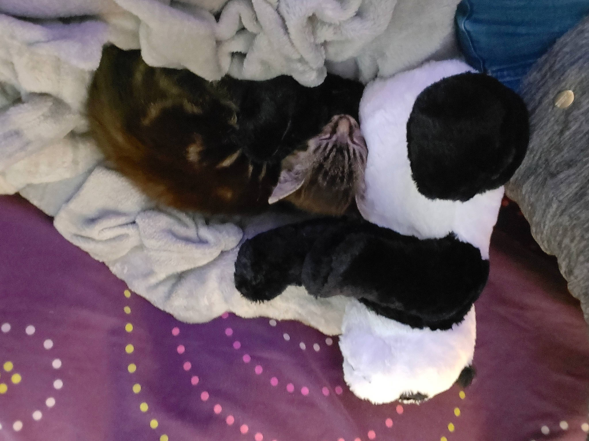 Nounou a rejoint le concours — aidez-le/la à gagner de superbes lots ! canidae, carmine, companion_dog, dog, dog_breed, felidae, fur, knitting, linens, magenta, nap, pattern, plush, purple, stuffed_toy, toy, tree, winter, wool, woolen