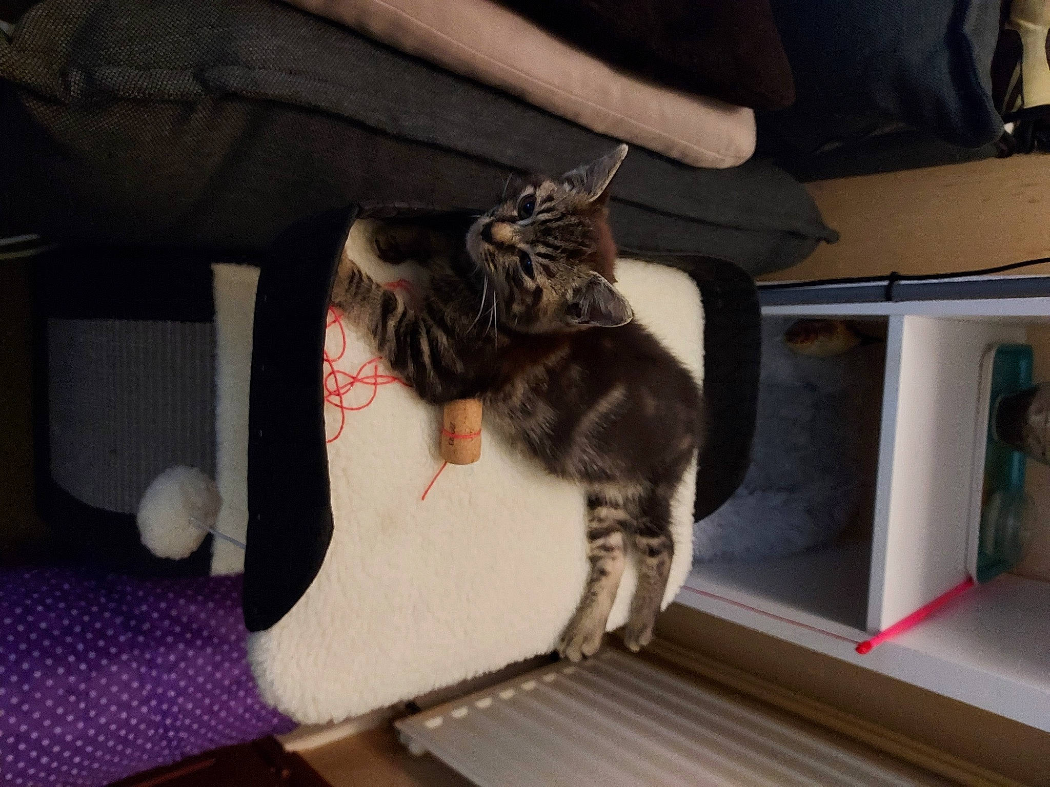 Nounou participe au concours pour gagner de l'argent avec cette photo : armrest, canidae, carnivore, cat, chair, claw, comfort, companion_dog, dog_breed, domestic_short_haired_cat, felidae, fur, human_leg, lap, small_to_medium_sized_cats, sporting_group, tail, thigh, vertebrate, whiskers