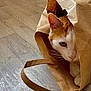 cat, paper_bag, curious, indoor, wooden_floor, ginger_cat, white_cat, pet, animal, cute, cozy, playful, hiding, whiskers, ears, paws, close_up, portrait, domestic_cat, house_pet