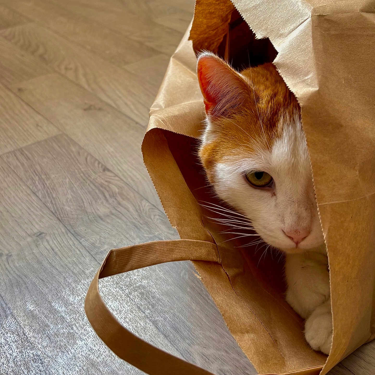 Gatito participe au concours pour gagner de l'argent avec cette photo : animal, cat, close_up, cozy, curious, cute, domestic_cat, ears, ginger_cat, hiding, house_pet, indoor, paper_bag, paws, pet, playful, portrait, whiskers, white_cat, wooden_floor