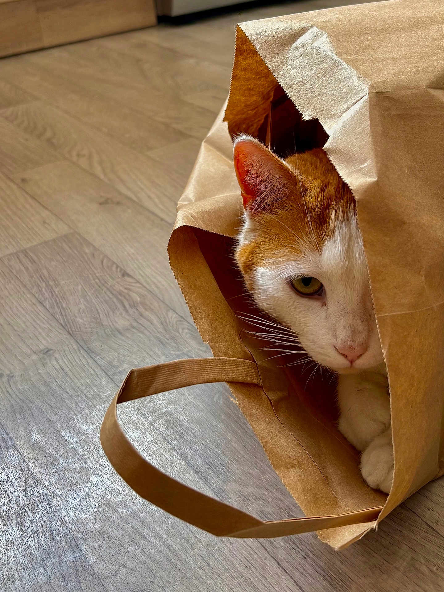 Gatito participe au concours pour gagner de l'argent avec cette photo : cat, paper_bag, curious, indoor, wooden_floor, ginger_cat, white_cat, pet, animal, cute, cozy, playful, hiding, whiskers, ears, paws, close_up, portrait, domestic_cat, house_pet