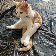 Gatito participe au concours pour gagner de l'argent avec cette photo : cat, kitten, orange_and_white, sitting, bedspread, pattern, leaf_pattern, indoor, cozy, feline, pet, young_cat, relaxed, cute, whiskers, tail, fur, animal, domestic, resting