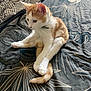 cat, kitten, orange_and_white, sitting, bedspread, pattern, leaf_pattern, indoor, cozy, feline, pet, young_cat, relaxed, cute, whiskers, tail, fur, animal, domestic, resting