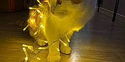 Gatito a rejoint le concours — aidez-le/la à gagner de superbes lots ! cat, fairy_lights, yellow_lights, wooden_floor, indoor, pet, curious, glowing, animal, feline, decor, warm_light, cozy, home, domestic, playful, orange_and_white, whiskers, paws, evening