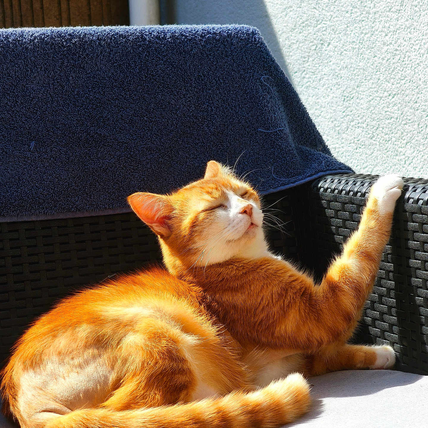 Ozzy participe au concours pour gagner de l'argent avec cette photo : cat, orange_tabby, sunlight, outdoor_chair, relaxed, paw, feline, pet, cozy, resting, sunny, fur, whiskers, content, animal, domestic_cat, daylight, shadow, texture, comfort