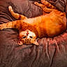 Ozzy a rejoint le concours — aidez-le/la à gagner de superbes lots ! animal, blanket, cat, comfy, cozy, cute, domestic_animal, ears, feline, fur, ginger_cat, indoor, paw, pet, relaxation, resting, soft, stretching, upside_down, whiskers